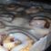 Cooksnap από Έφη Γιατσου στη συνταγή "Super αφράτα cinnamon rolls σε λιγότερο από 2 ώρες"☃️🎄