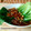 Cooksnap dari Biyay untuk resep Pok coy saus tiram