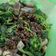 Cooksnap dari Anita Lestari Halim untuk resep Salad Bayam Korea