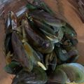 Cooksnap dari Dee A untuk resep Kerang Hijau Masak Saos Tiram