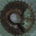 Cooksnap dari Emma Rahmawati untuk resep Brownies kukus 3 sdm anti gagal