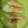 Cooksnap dari Jessica untuk resep Horn pastry aka. Kue cumcum
