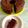 Cooksnap dari Ariasthy Nengah untuk resep Bolu Karamel/Sarang Semut