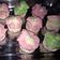 Cooksnap dari Julia Kade untuk resep Bolu Kukus Mekar Sprite anti Gagal