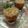Cooksnap dari Fitzaki Kitchen untuk resep Adon Adon Coro Minuman Khas Jepara