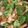 El cooksnap de Ady Rosas cuando hizo Pollo con brócoli y zanahoria.