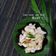 Cooksnap dari Susana el untuk resep Bubur Sumsum super lembut