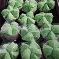 Cooksnap dari Pawon MAK ER untuk resep Bolu Kukus Pandan #pr_recookanekabolkus