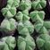 Cooksnap dari Pawon MAK ER untuk resep Bolu Kukus Pandan #pr_recookanekabolkus