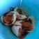 Cooksnap Audrey J semasa beliau membuat Soft Boiled Eggs / Telur rebus.