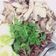 รูป Cooksnap ของ chuenta paphanitinant เมื่อเขาทำ ข้าวมันไก่หม้อหุงข้าว