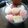 Cooksnap dari Astri Umi Raihana untuk resep Marshmellow panggang