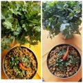 Sangita Vyas's cooksnap of when they made મુંગ મસાલા (Moong Masala Recipe In Gujarati).