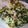 Cooksnap dari pipeh untuk resep Urap sayuran