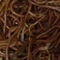 geetu arora's cooksnap of when they made Vegetable Chowmein.
