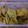 Uroosa Rahim Dokra's cooksnap of when they made Palak crispy pakoray.