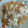 El cooksnap de KOSINERO cuando hizo Pasta con Champiñones y Pavo.