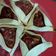 El cooksnap de María José Vasaro cuando hizo Empanadas Árabes.