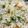 Anamta Azeem's cooksnap of when they made Chicken Shashlik with egg fried rice.