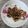 Andrew Chang 的 蔥燒魷魚圈🦑 cooksnap