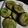 Cooksnap dari Muhammad Fadly untuk resep Bingka Pandan Mini