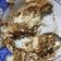 Cooksnap dari Ludia Fahmi untuk resep Tahu Tek / Tahu Telur Surabaya