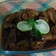 Cooksnap dari Dewi Setyawati untuk resep Ayam Goreng Mentega