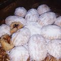 صورة من نسيم البحر 🌊، شاركها بعد تجربة وصفة معمول السميد بالجوز