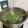 Hua Mei Chiang 的 蟹腳莧菜蛋花羹 cooksnap