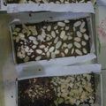 Cooksnap dari Ningrum Astuty untuk resep 10. Fudgy (Shiny Crust) Brownie