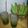 Janel Lindsay's cooksnap of when they made Mojito.