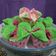 Cooksnap dari Dian Putri Paramitha Anggraeny untuk resep Bolu Kukus Mekar