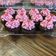 La cooksnap de Fran Arcos cuando cocinó Cupcakes red velvet 🎂