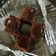 Shazia Shakir's cooksnap of when they made Chocolate cake.