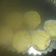 Cooksnap dari ani. untuk resep Bolu tape keju spesial