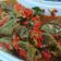 Cooksnap dari Gretha C. untuk resep Dendeng lambok