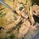 Cooksnap dari Nila untuk resep Ayam bumbu lodho campur tempe