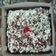 Cooksnap dari Lulus Ut untuk resep 39. Brownies Kukus Ny. Liem