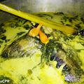 Cooksnap dari Raina cpr untuk resep Patin Woku