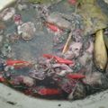 Cooksnap dari hanum untuk resep 51. Cumi bumbu hitam