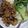 Cooksnap dari Suryadila Putranti untuk resep Mie ayam jamur homemade