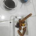 Cooksnap dari Tiara Esha untuk resep #975 Churros Enak (1 telur)