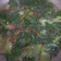 Cooksnap dari Dyah Isnaini Puspitasari untuk resep Cah Kailan/bakchoy saos tiram bawang putih