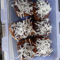 Cooksnap dari Candra Kurnia untuk resep Nugget Pisang Frozen