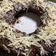 Cooksnap dari Amanda Ozami untuk resep Cake Oreo ~ Cuma 3 Bahan. TANPA telur, mixer & oven