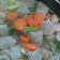 Cooksnap dari Fahima Ayasya untuk resep Sop Ayam Bening (#postingrame2_sop)