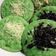 Cooksnap dari putri syuhada untuk resep 259. Serabi Kuah Kinca