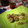Cooksnap dari Heny Widihartati untuk resep Baso Goreng Tepung Enak Banget