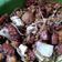Cooksnap dari FirNine Art untuk resep Tumis Tauge telor + sawi putih