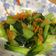 cc 的 蒜香青江菜 cooksnap